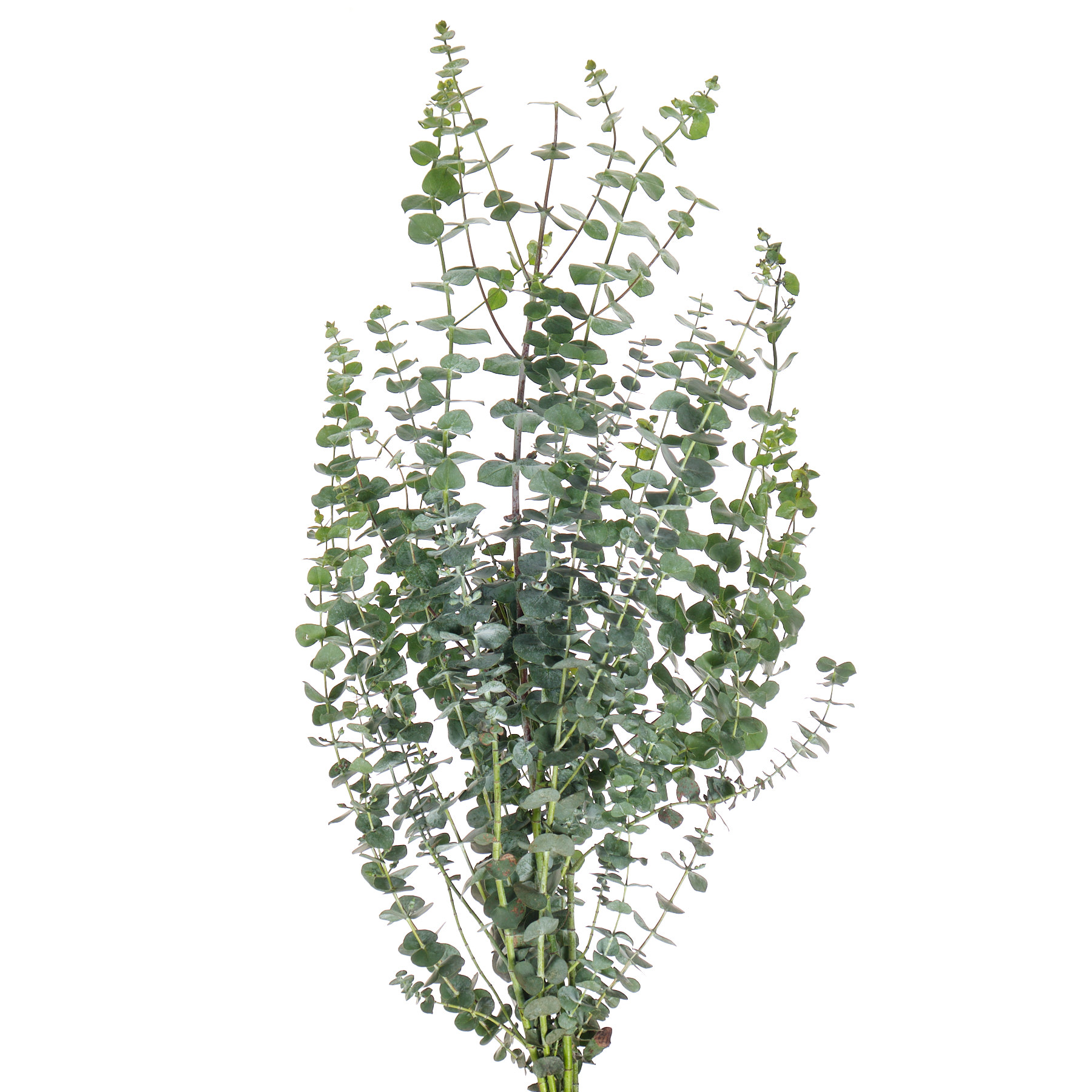 Листья Эвкалипт бэби блу в Санкт-Петербурге