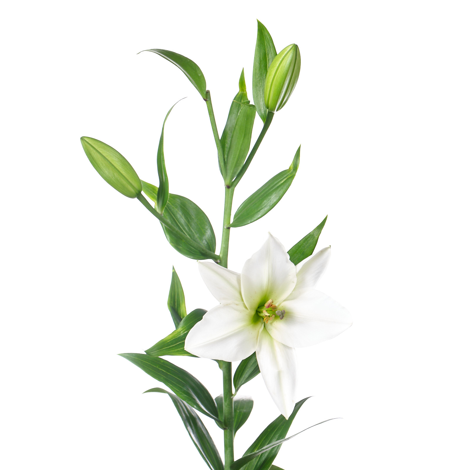 Лилия ор юниверс в Новосибирске