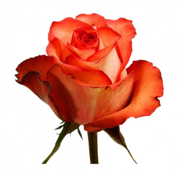 Роза однг игуана в Новосибирске