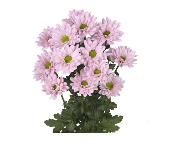 Хризантема куст катинка в Новосибирске