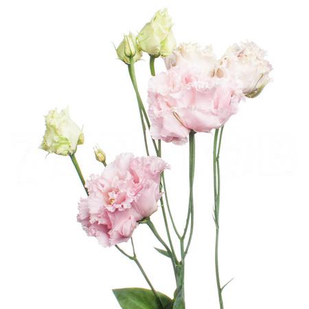 Лизиантус ду алиса розовый в Новосибирске