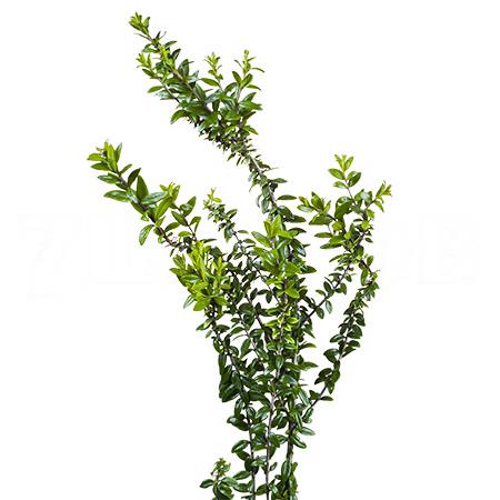 Мирт тарантино в Новосибирске