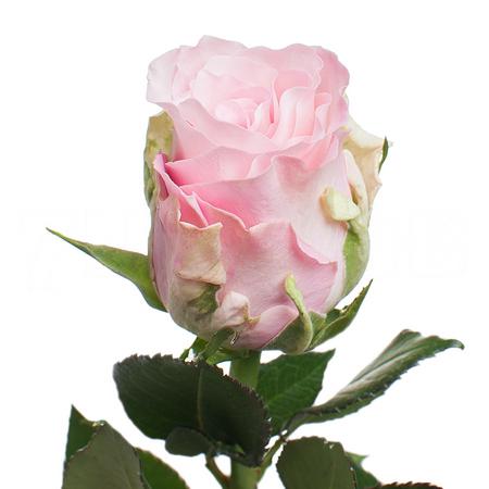 Роза гр бизу