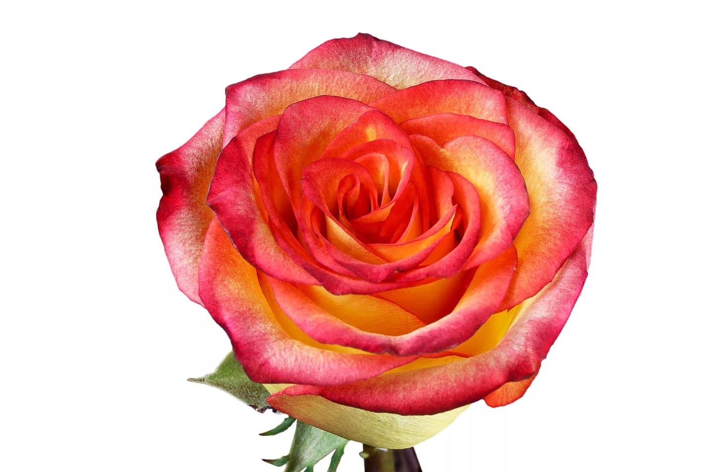 Роза однг хай энд меджик в Новосибирске