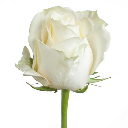 Роза однг поларстар в Санкт-Петербурге