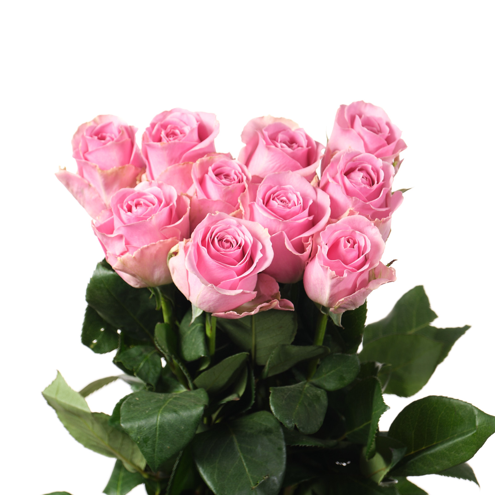 Роза однг вэм в Санкт-Петербурге