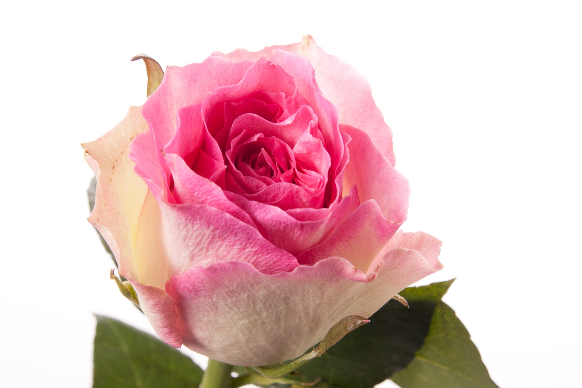 Роза однг малибу в Новосибирске