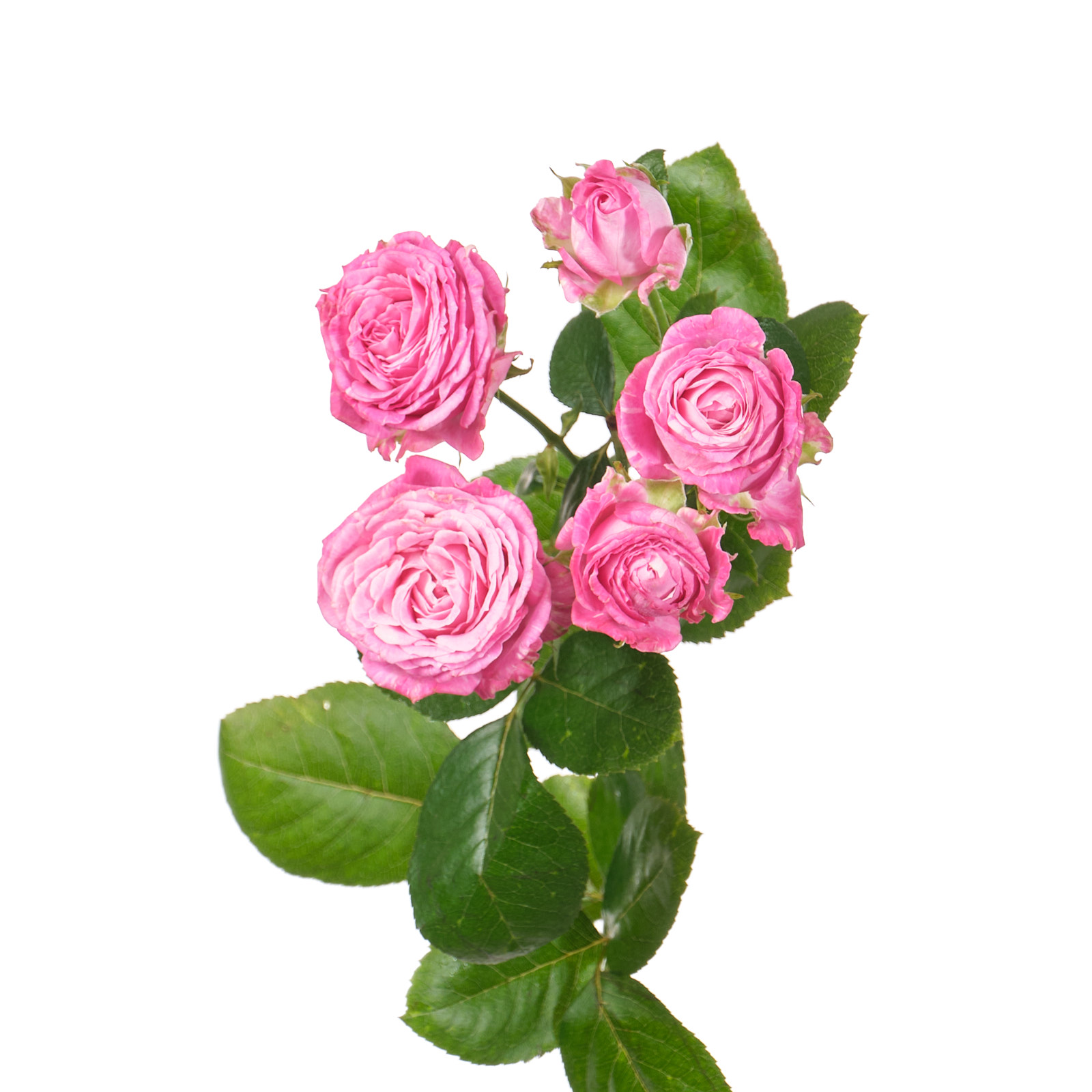 Роза куст леди бомбастик в Санкт-Петербурге