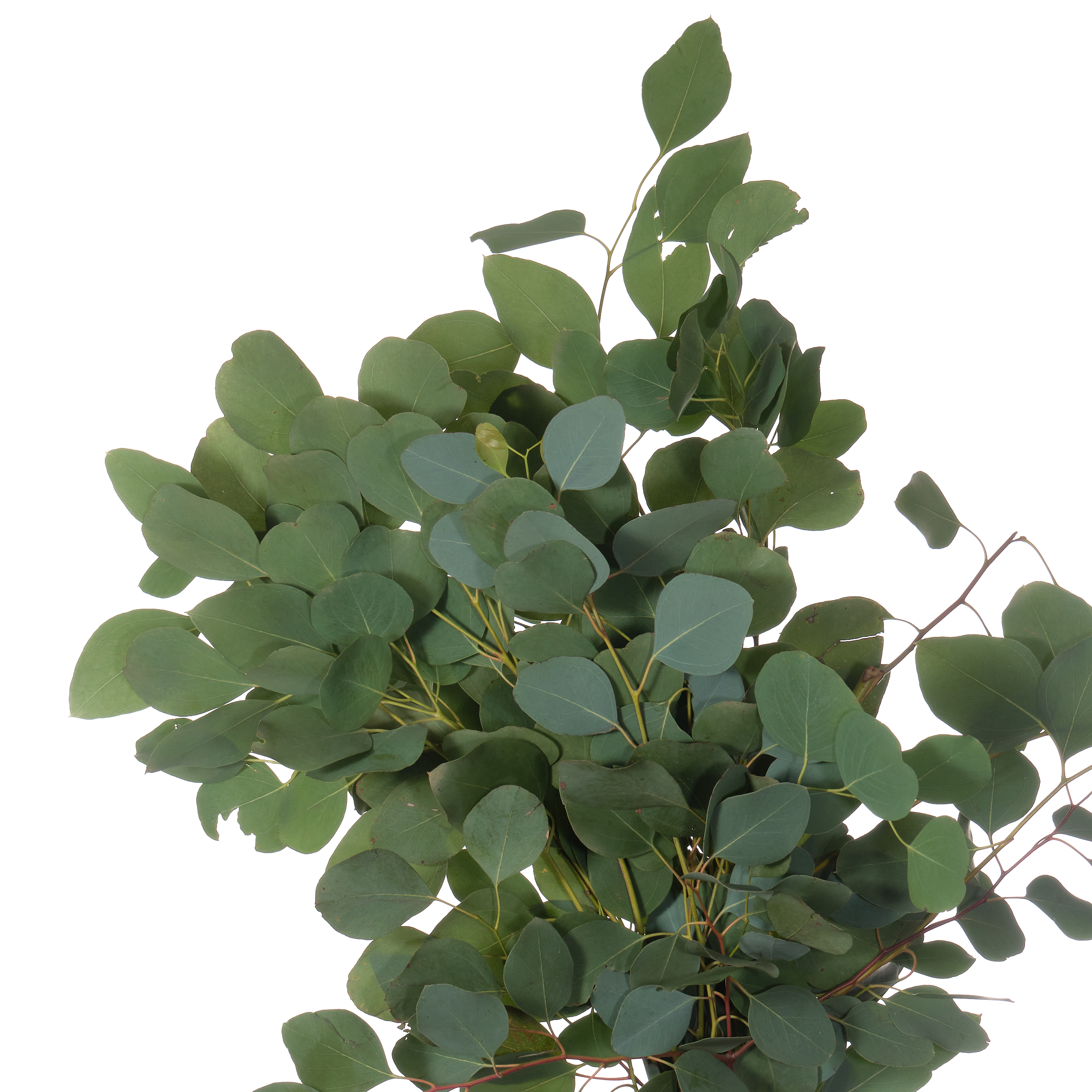 Листья Эвкалипт популус в Санкт-Петербурге