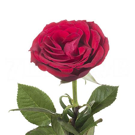 Роза однг аппер класс в Санкт-Петербурге