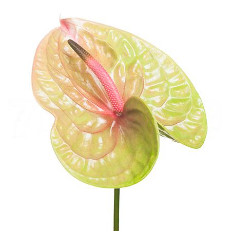 Антуриум пистач в Санкт-Петербурге