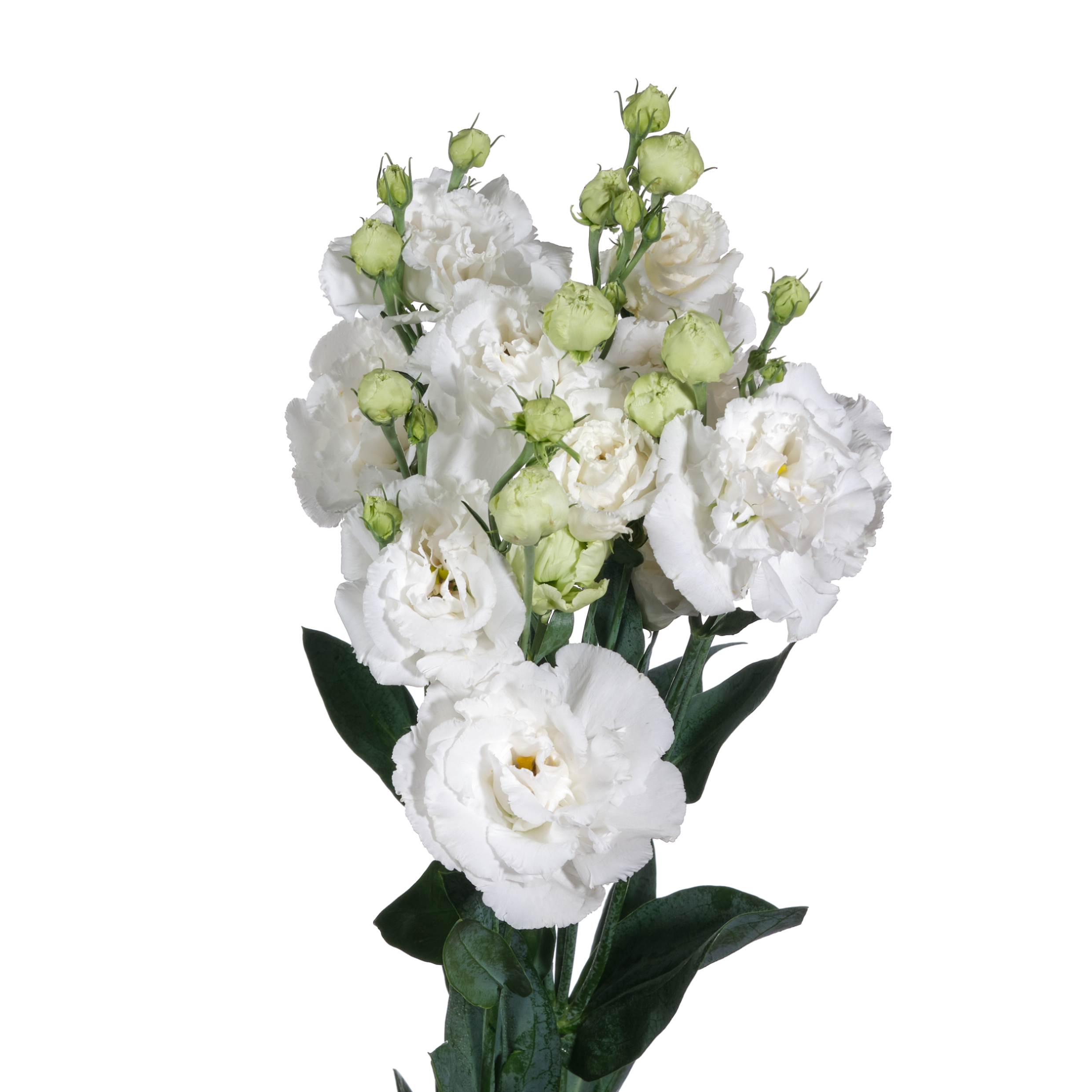 Лизиантус ду алиса белый в Новосибирске