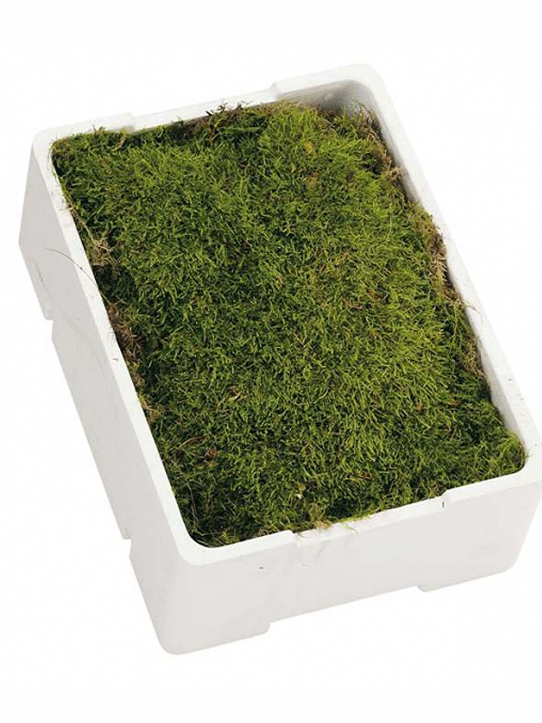 Мох платмос в Новосибирске