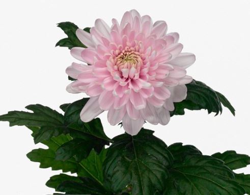 Хризантема однг россано в Новосибирске