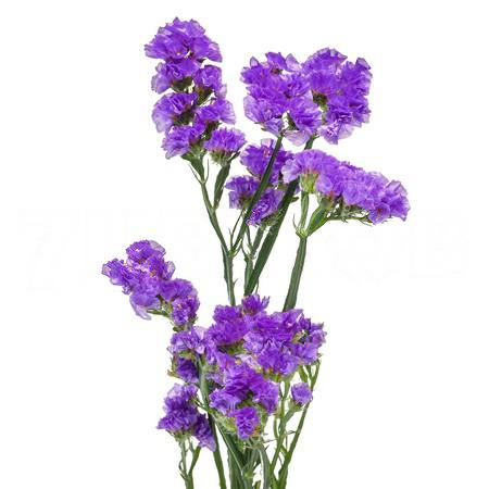 Статица синий в Новосибирске