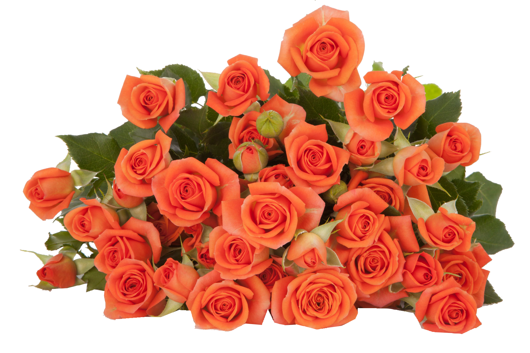 Роза куст бэби в Москве