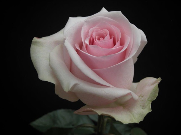 Роза однг новия в Новосибирске