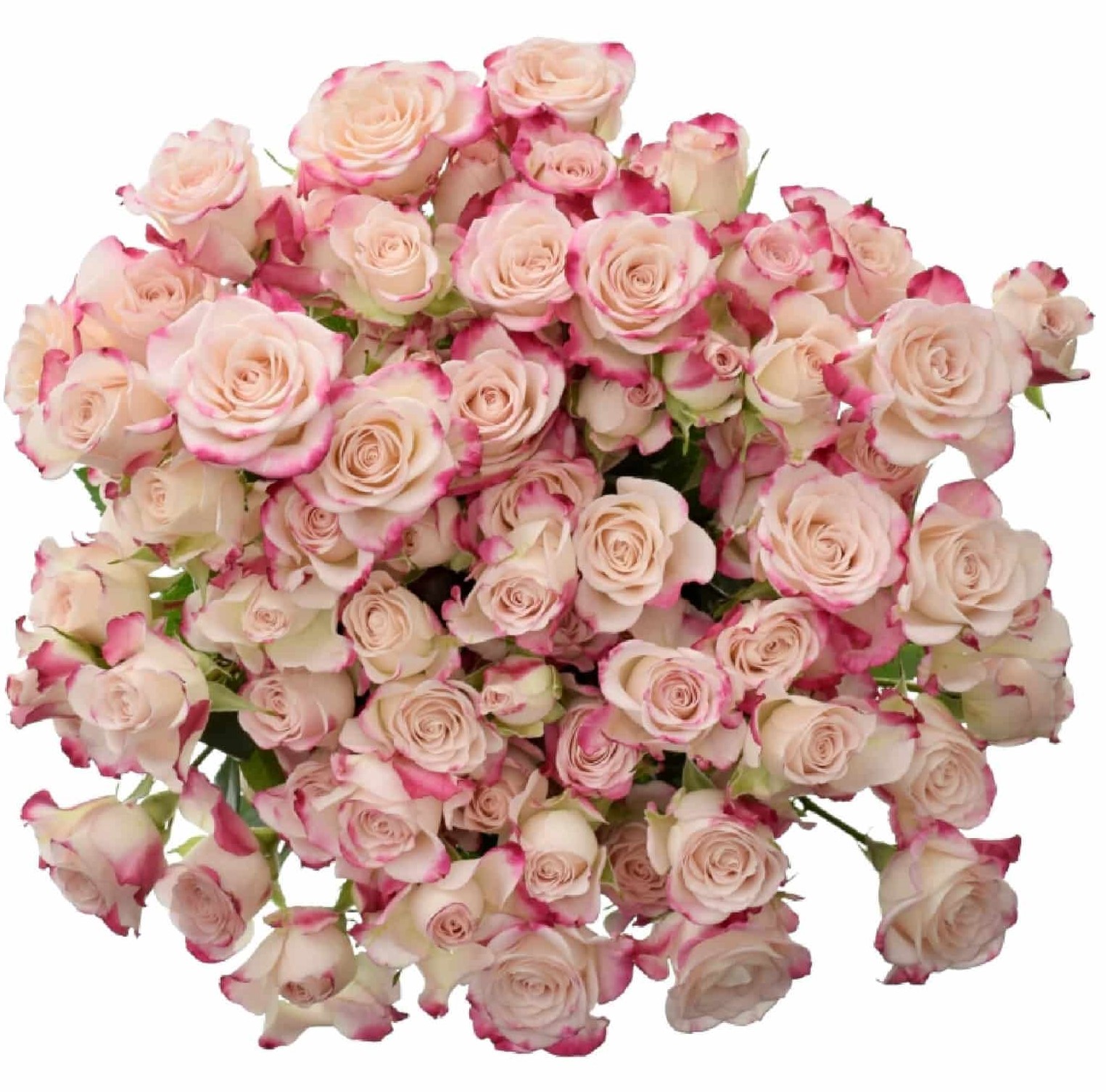 Роза куст рефлекс в Новосибирске