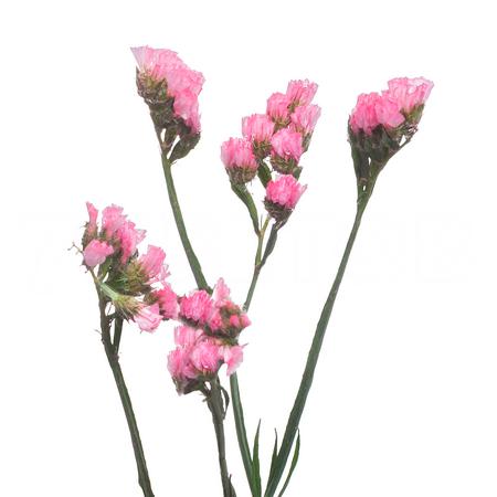 Статица розовая в Москве