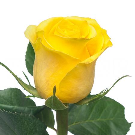 Роза однг брайтон в Москве