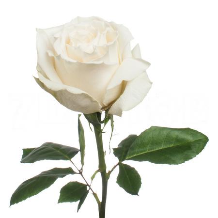 Роза однг плайя бланка в Москве