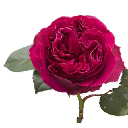 Роза гр дарси