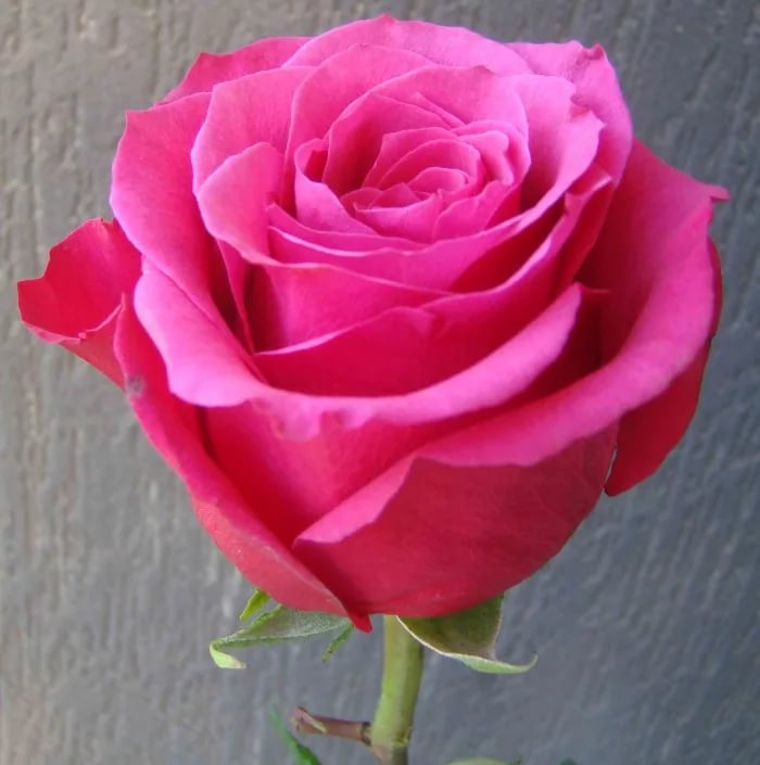 Роза однг топаз в Москве