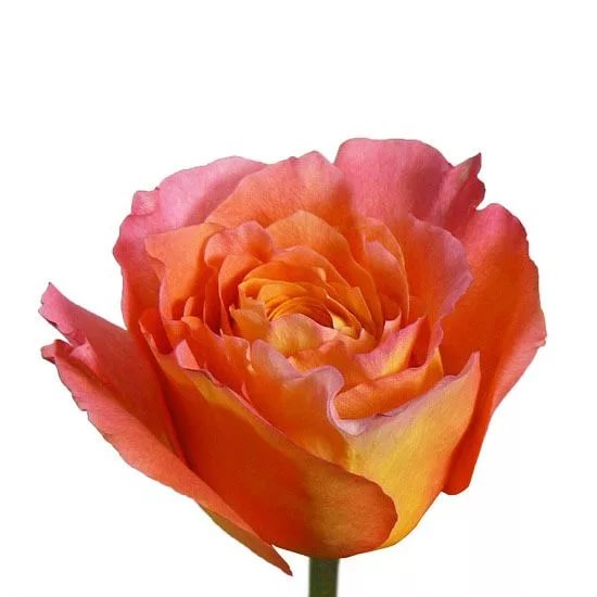 Роза однг фри спирит в Новосибирске