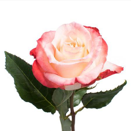 Роза однг кабаре в Новосибирске