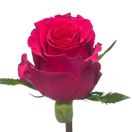 Роза однг готча в Новосибирске