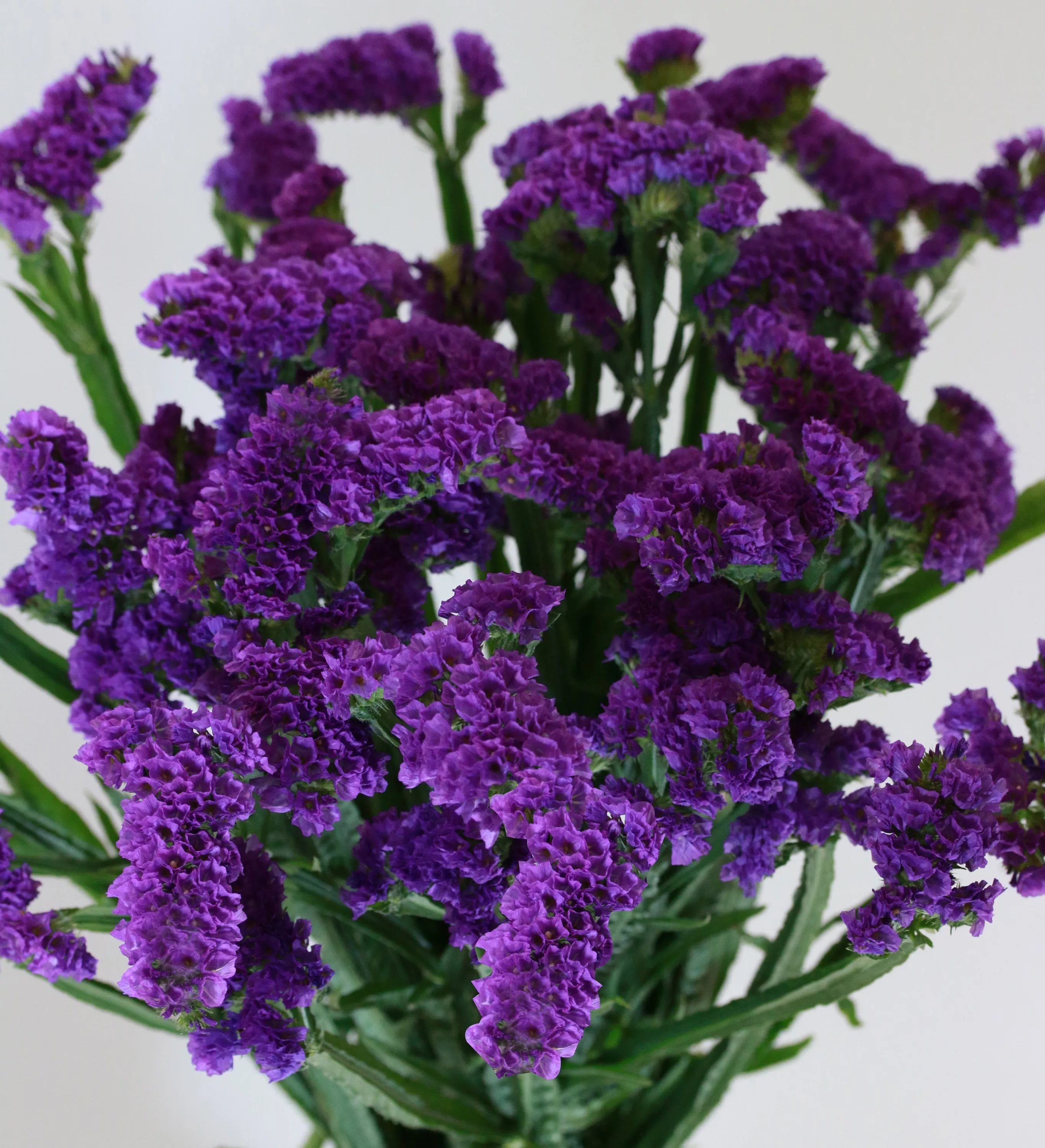 Статица фиолетовая в Новосибирске