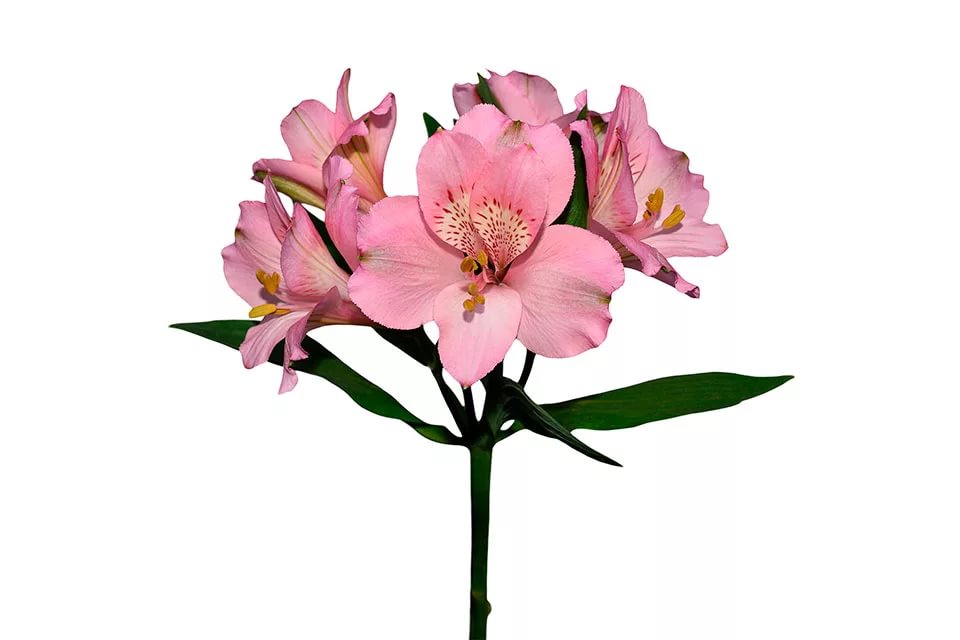 Альстромерия примадонна в Санкт-Петербурге