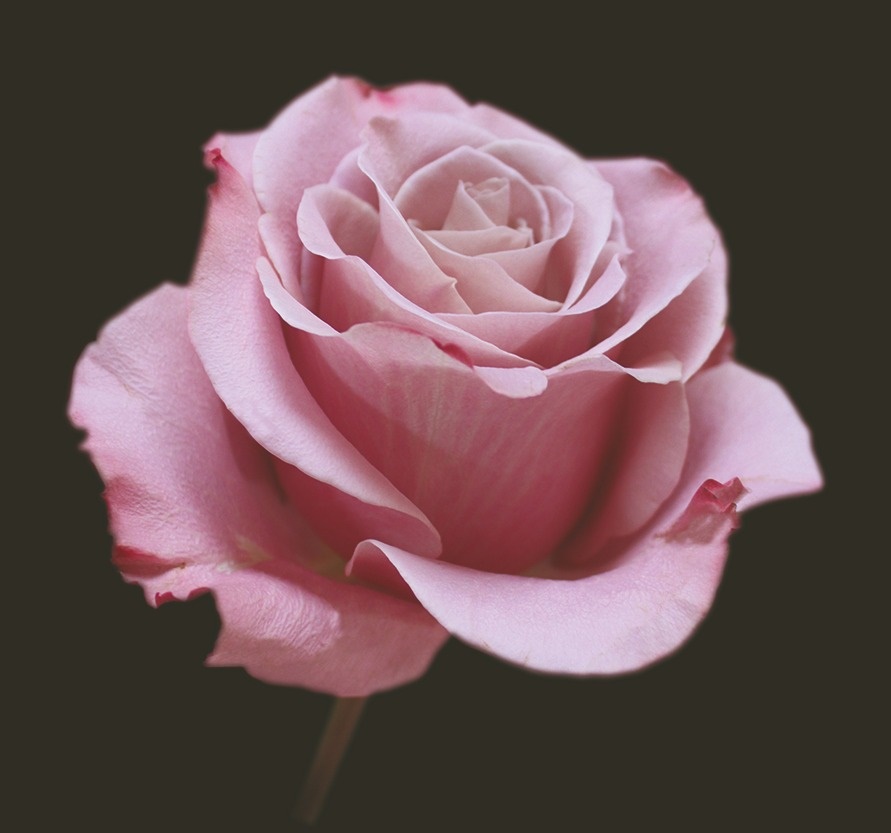 Роза гр сента