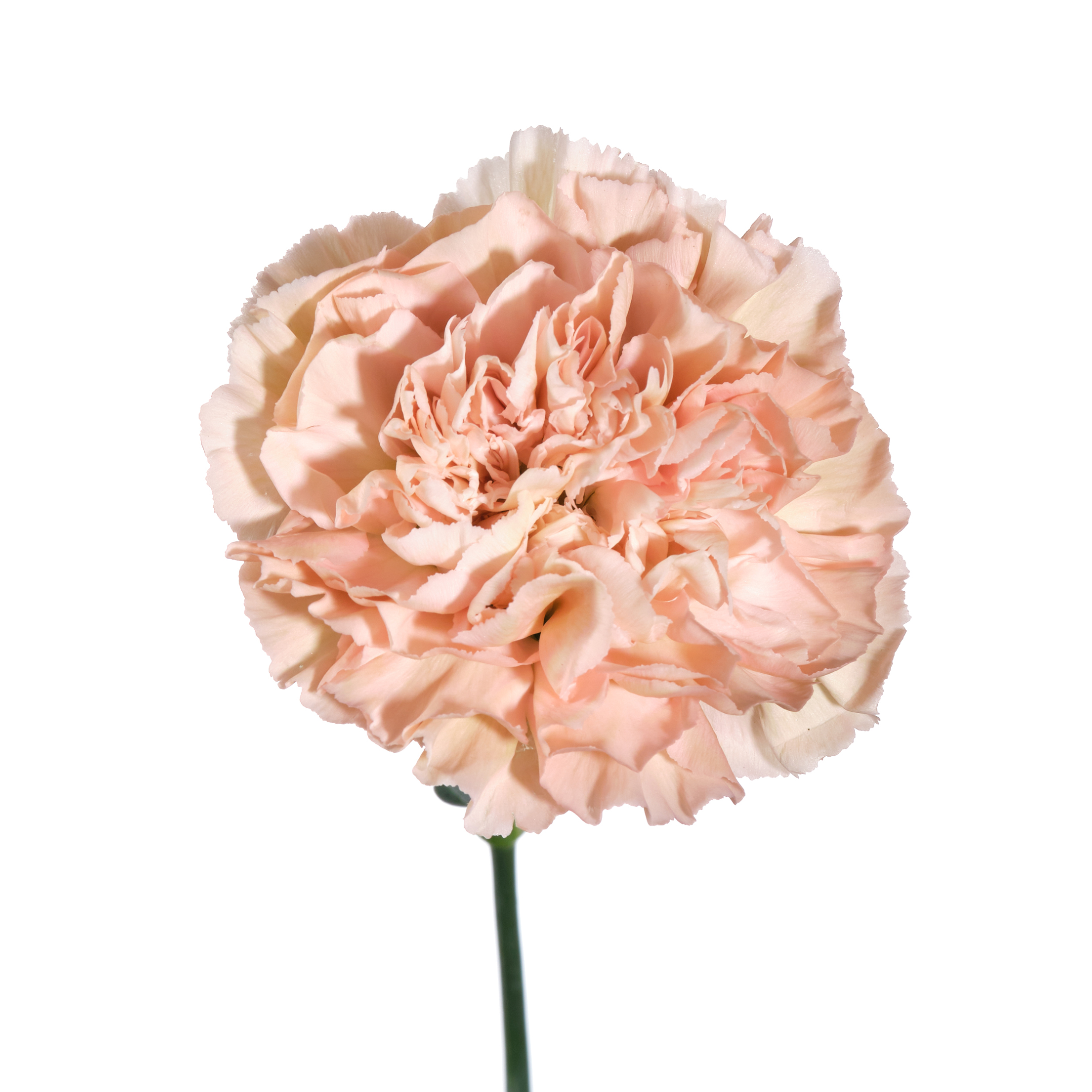 Гвоздика леге марроне в Новосибирске