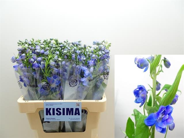 Дельфиниум эл гвардиан блу в Новосибирске