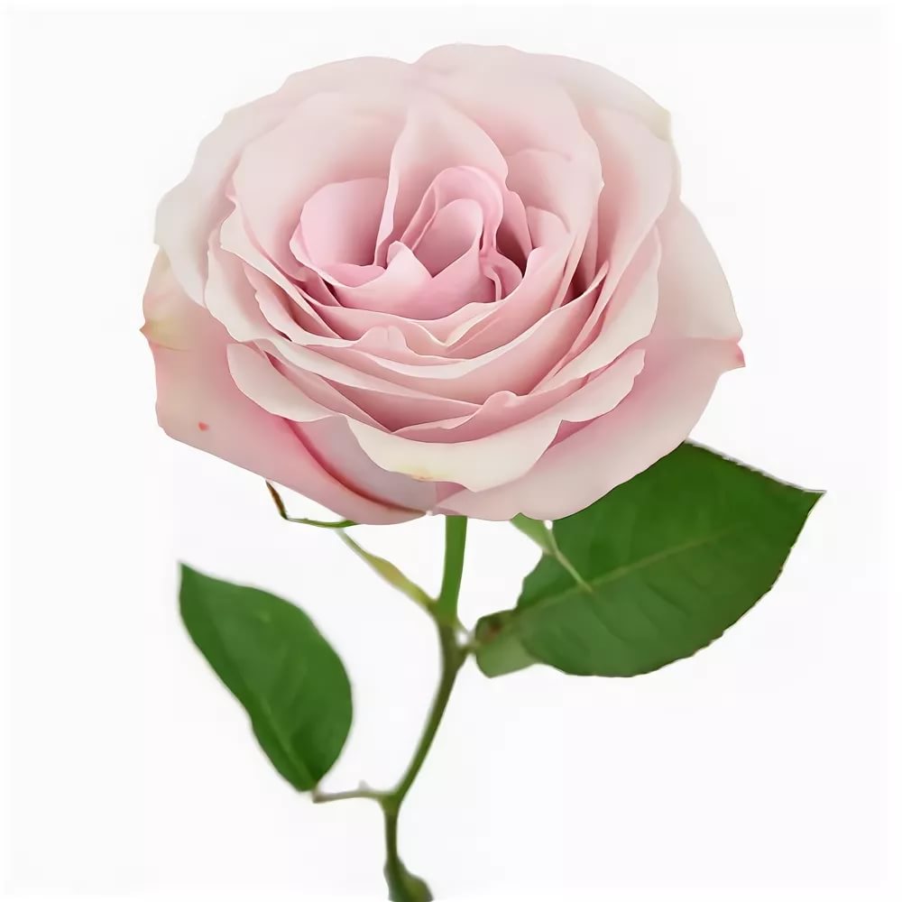 Роза однг сикрет гарден в Санкт-Петербурге