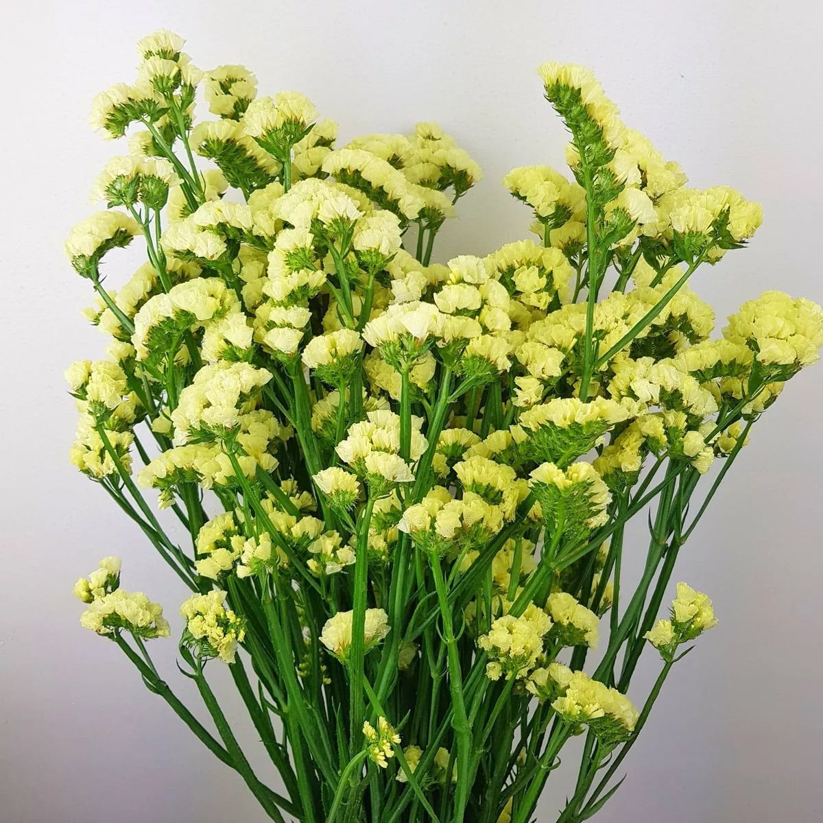 Статица жёлтая в Москве