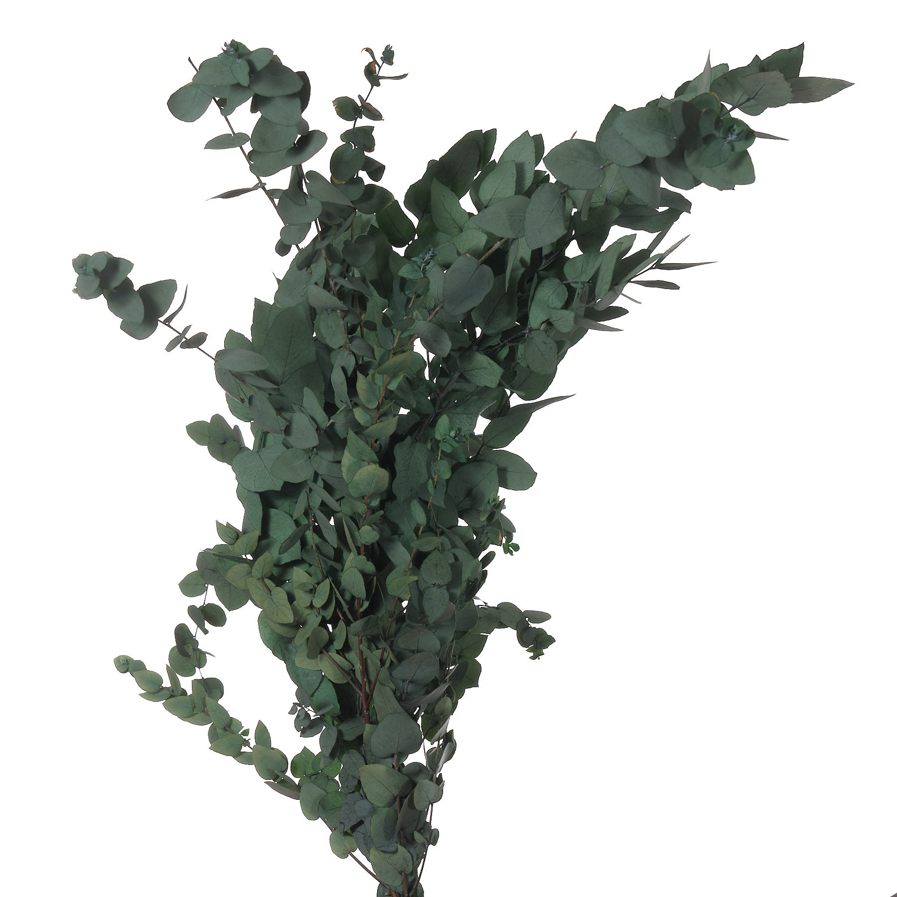 Листья Эвкалипт стабилизированный стуартиана зеленый