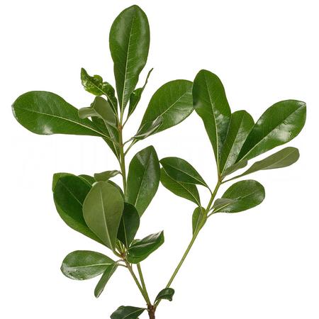 Листья Питтоспорум тобира