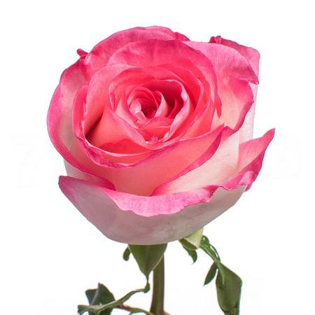 Роза однг булевард в Новосибирске