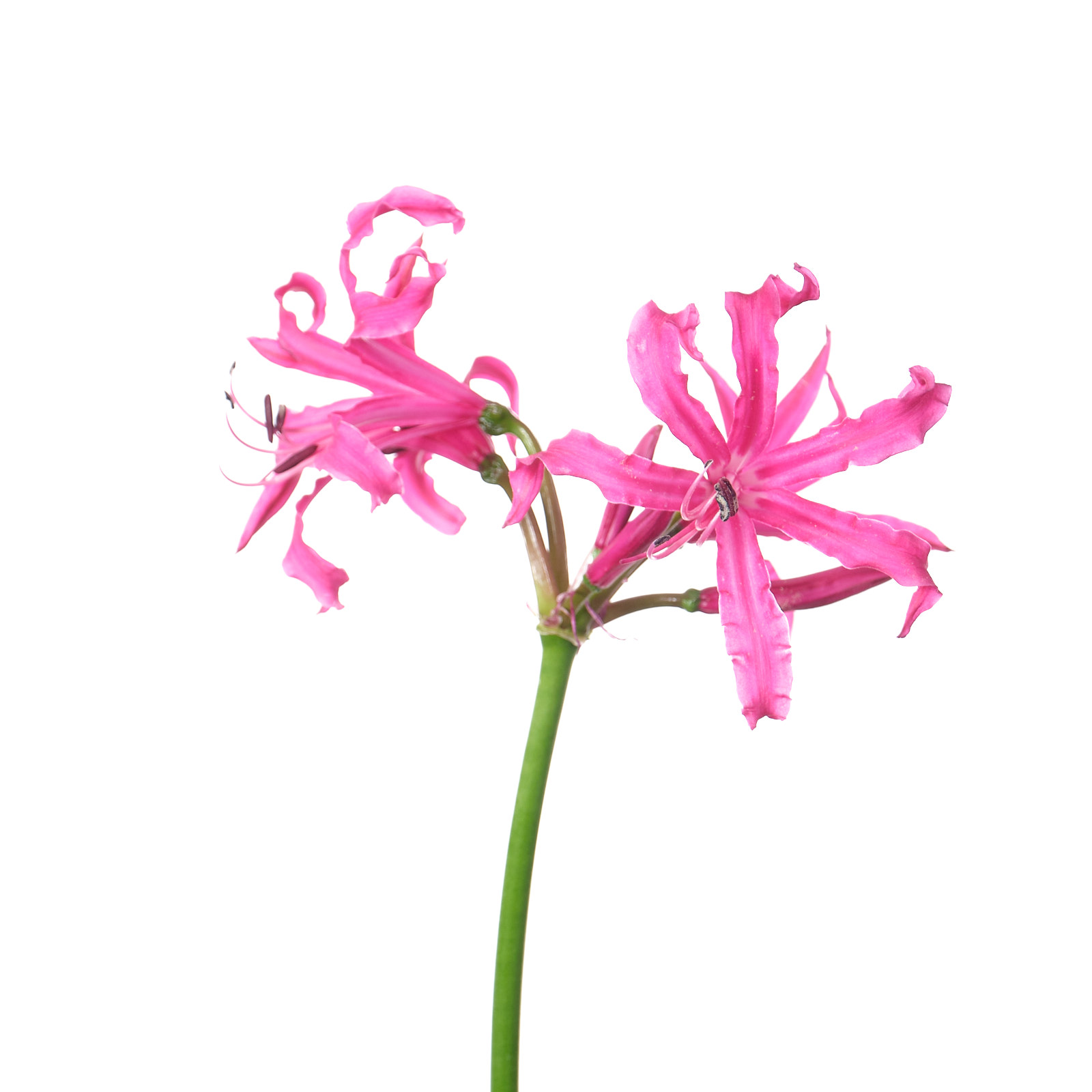 Nerine Mechanique