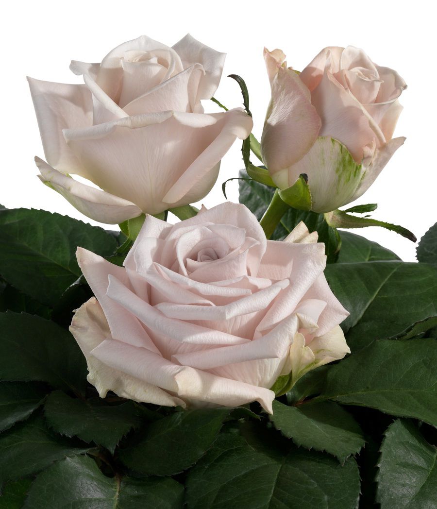 Роза однг мента в Санкт-Петербурге