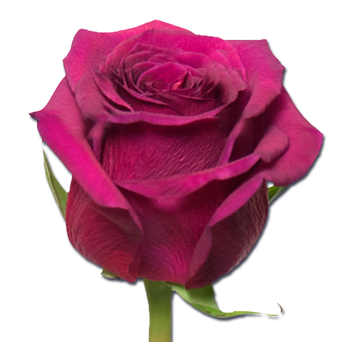 Роза однг квин берри в Москве