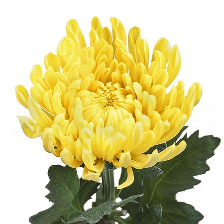 Хризантема однг пётр в Новосибирске