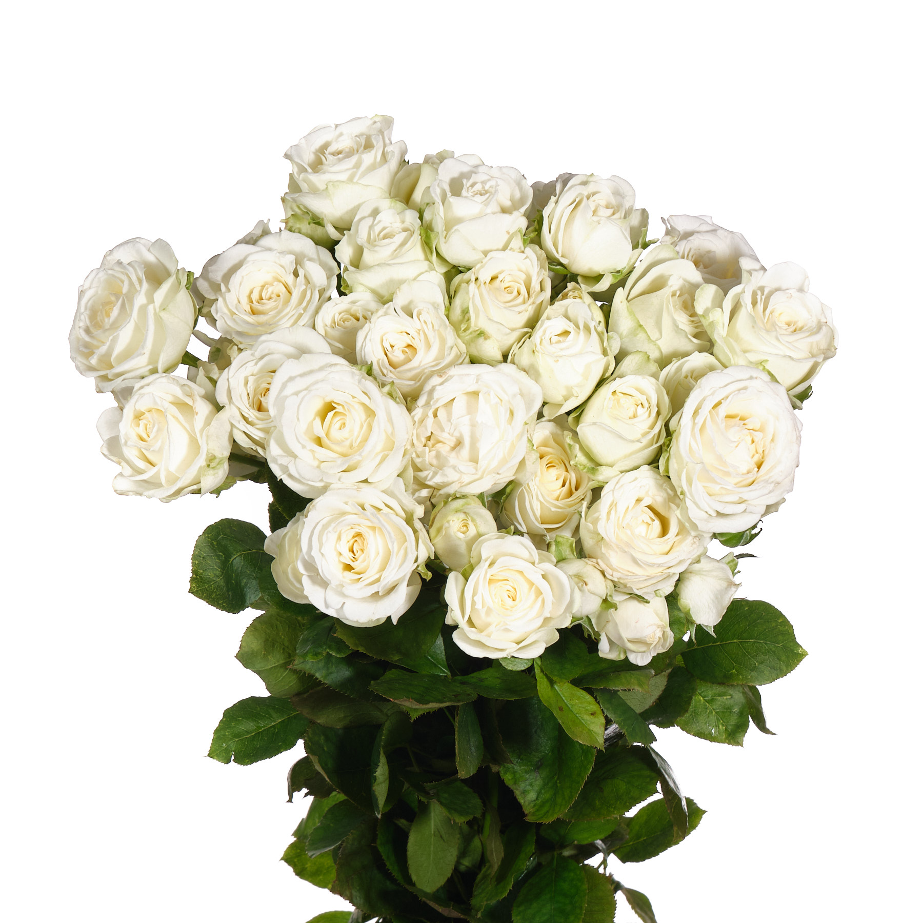 Роза куст мисс бомбастик в Санкт-Петербурге