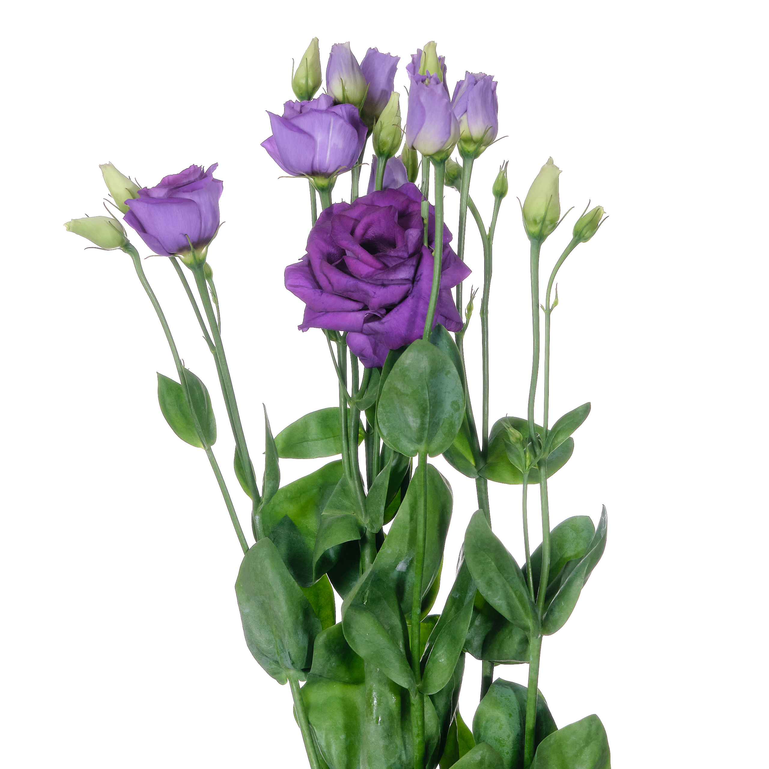 Лизиантус ду росита синий в Новосибирске