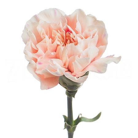 Гвоздика эпл ти в Новосибирске