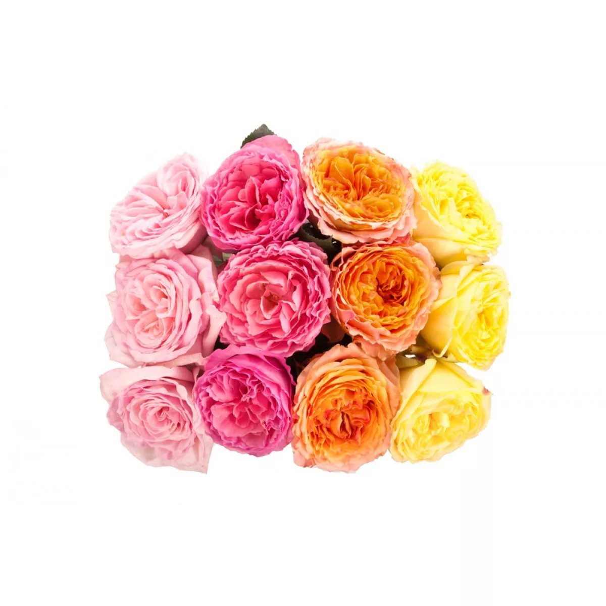 Роза однг гарден микс в Санкт-Петербурге