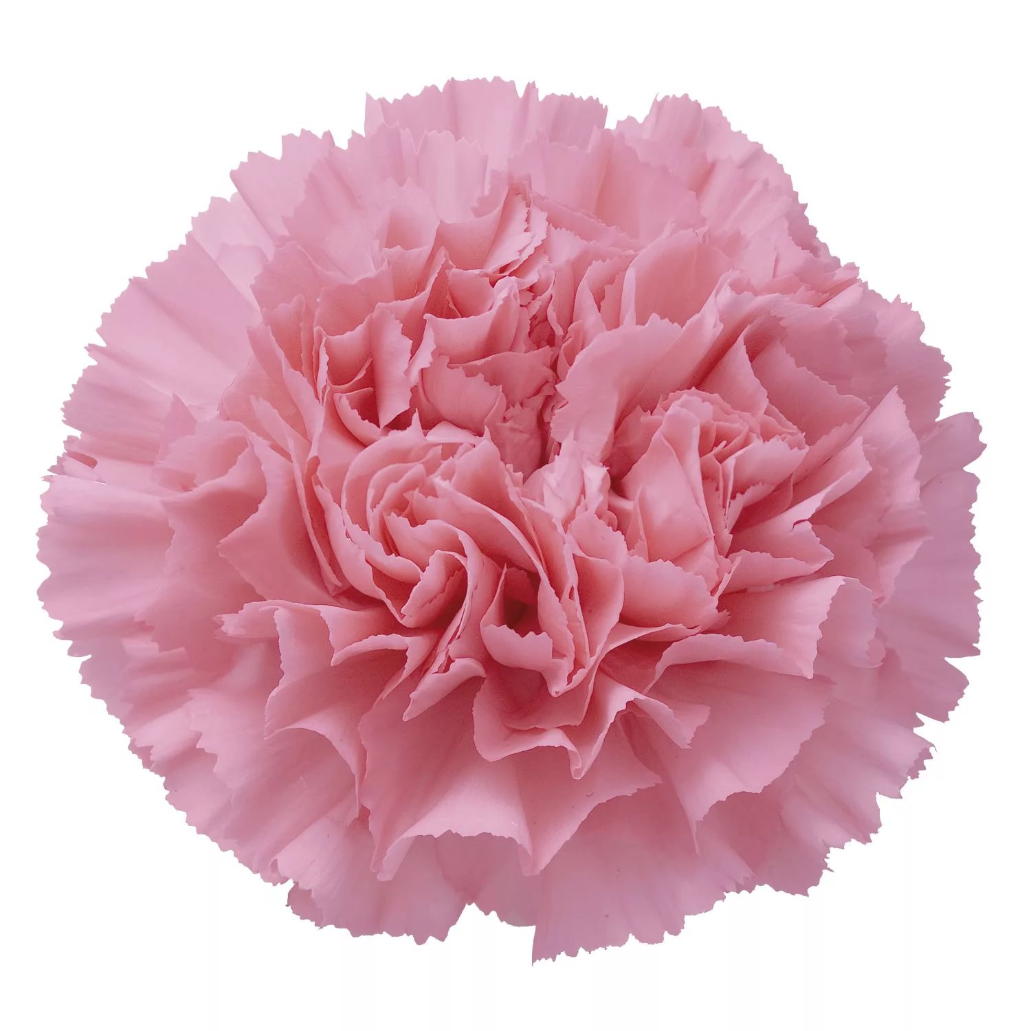 Гвоздика джоди в Новосибирске