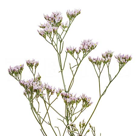 Лимониум пинк актива в Новосибирске